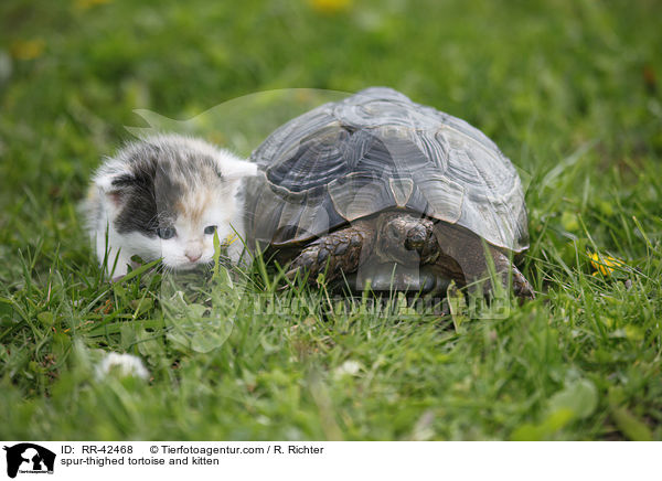 Maurische Landschildkrte und Ktzchen / spur-thighed tortoise and kitten / RR-42468