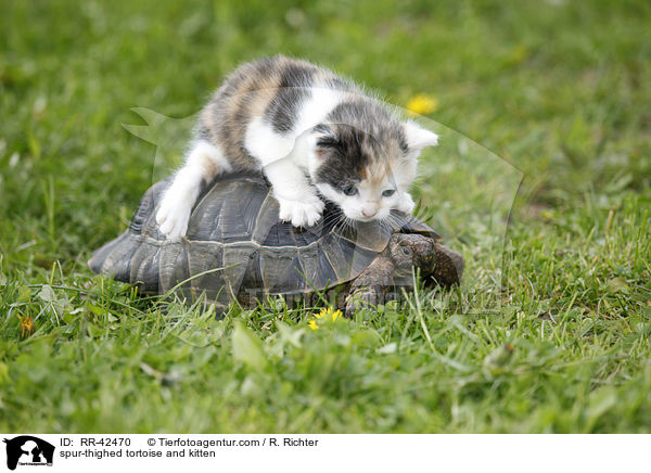 Maurische Landschildkrte und Ktzchen / spur-thighed tortoise and kitten / RR-42470