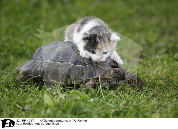 spur-thighed tortoise and kitten / RR-42471