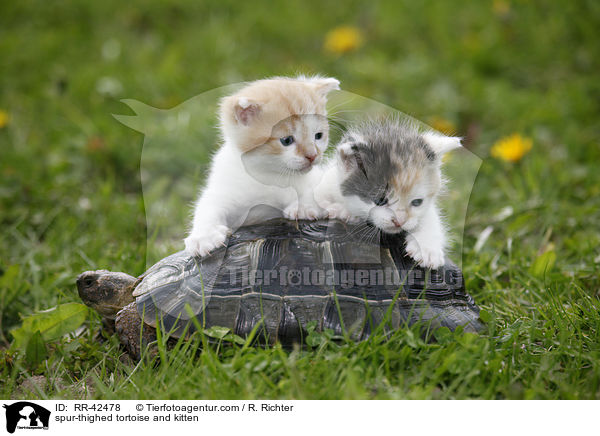 spur-thighed tortoise and kitten / RR-42478