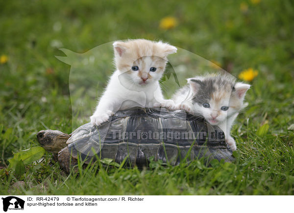 spur-thighed tortoise and kitten / RR-42479