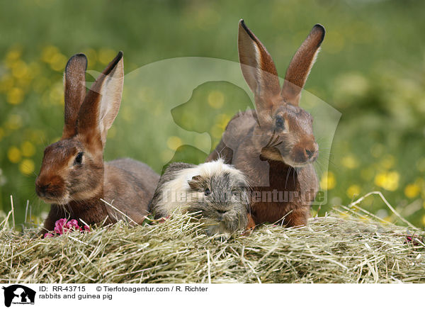Kaninchen und Meerschwein / rabbits and guinea pig / RR-43715