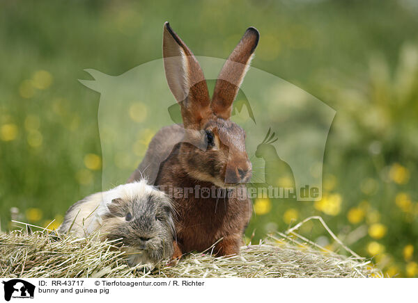 bunny and guinea pig / RR-43717
