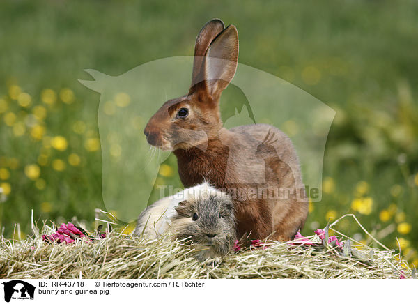 Kaninchen und Meerschwein / bunny and guinea pig / RR-43718