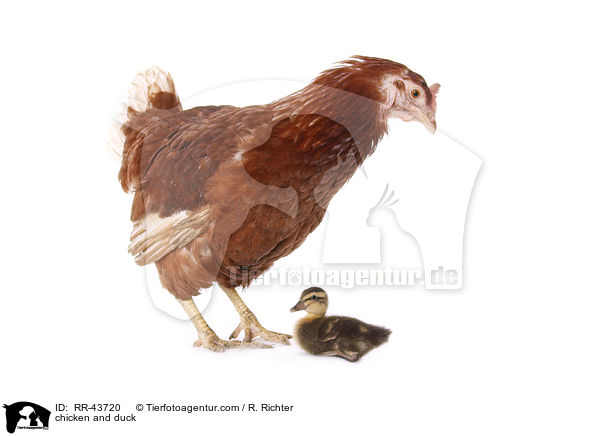 Huhn und Laufenten Kken / chicken and duck / RR-43720