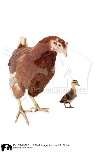 chicken and duck / RR-43722