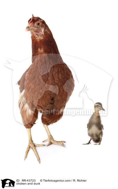 chicken and duck / RR-43723