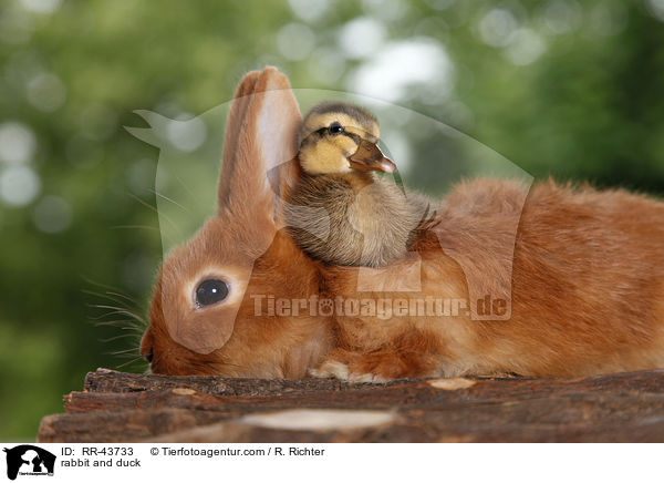 Kaninchen und Laufenten Kken / rabbit and duck / RR-43733