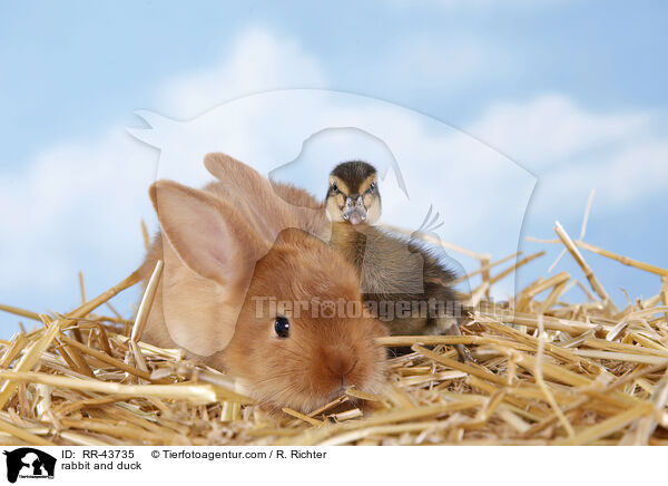 rabbit and duck / RR-43735