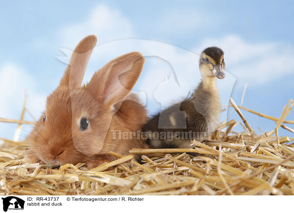 Kaninchen und Laufenten Kken / rabbit and duck / RR-43737