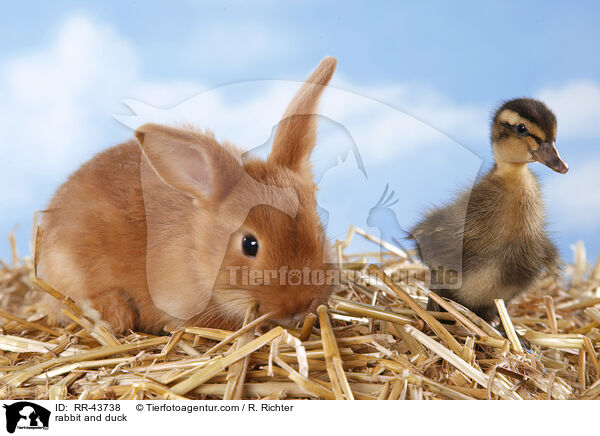 rabbit and duck / RR-43738