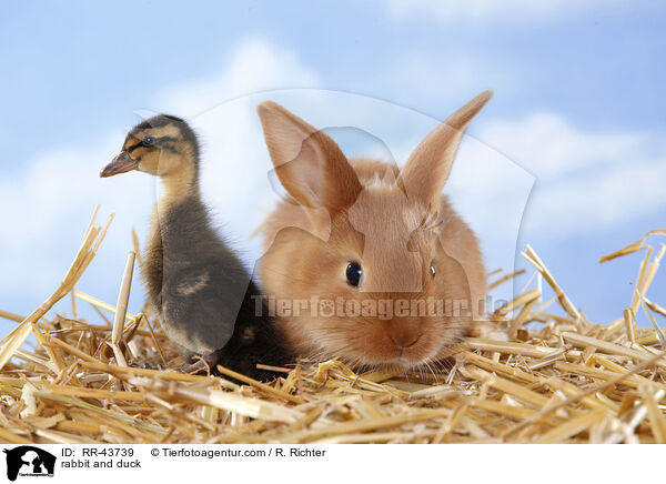 rabbit and duck / RR-43739