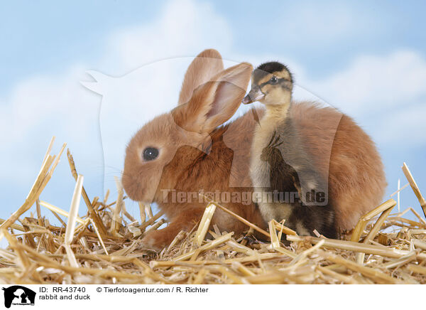 rabbit and duck / RR-43740