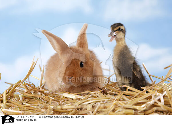 Kaninchen und Laufenten Kken / rabbit and duck / RR-43741