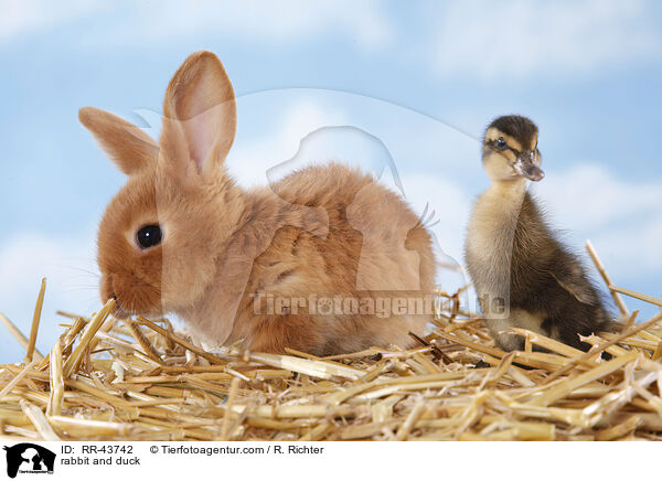 rabbit and duck / RR-43742