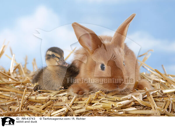 Kaninchen und Laufenten Kken / rabbit and duck / RR-43743