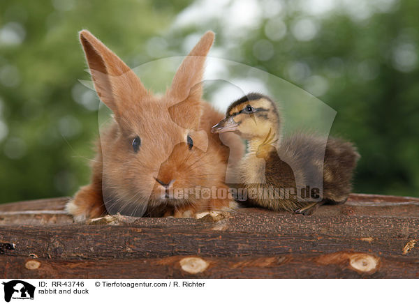 rabbit and duck / RR-43746