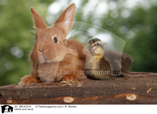 rabbit and duck / RR-43747