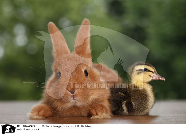 rabbit and duck / RR-43748