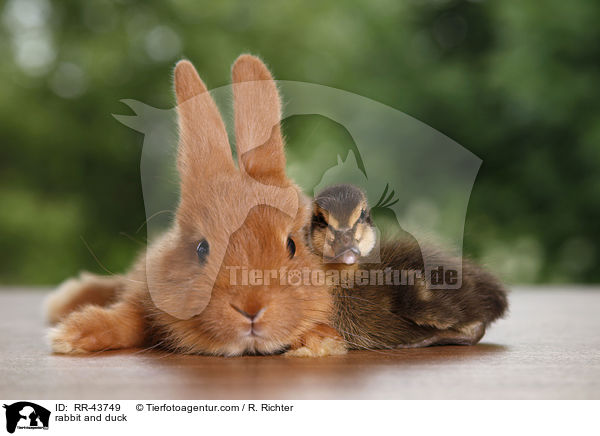 rabbit and duck / RR-43749