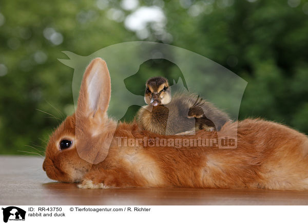 Kaninchen und Laufenten Kken / rabbit and duck / RR-43750