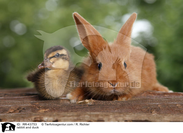 rabbit and duck / RR-43753