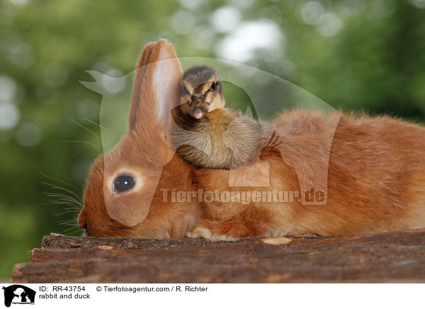 Kaninchen und Laufenten Kken / rabbit and duck / RR-43754