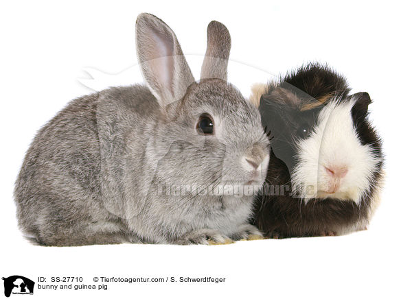 Kaninchen und Meerschwein / bunny and guinea pig / SS-27710