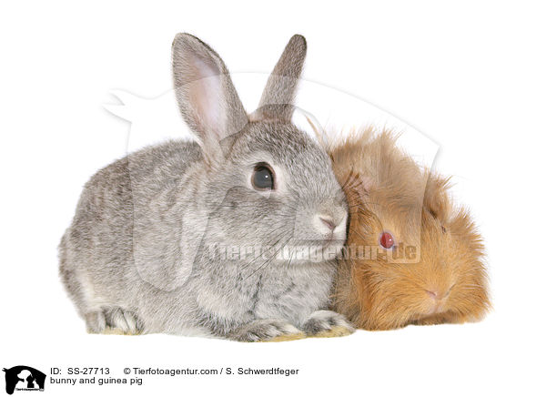 bunny and guinea pig / SS-27713