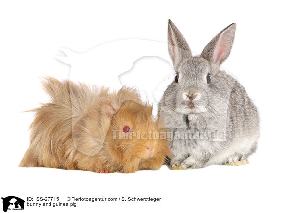 bunny and guinea pig / SS-27715