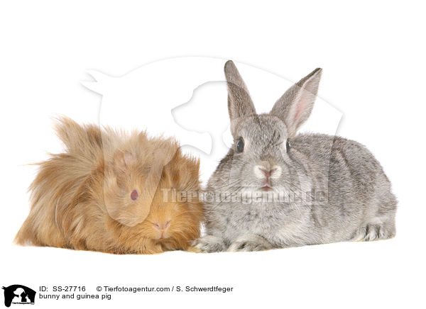 bunny and guinea pig / SS-27716