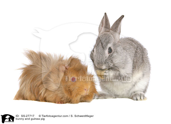 bunny and guinea pig / SS-27717
