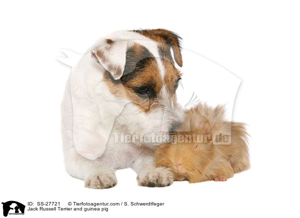 Jack Russell Terrier and guinea pig / SS-27721