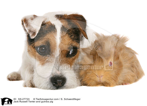 Jack Russell Terrier and guinea pig / SS-27724