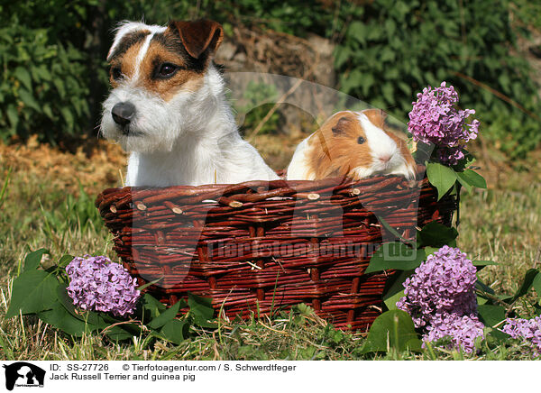 Parson Russell Terrier und Meerschwein / Parson Russell Terrier and guinea pig / SS-27726