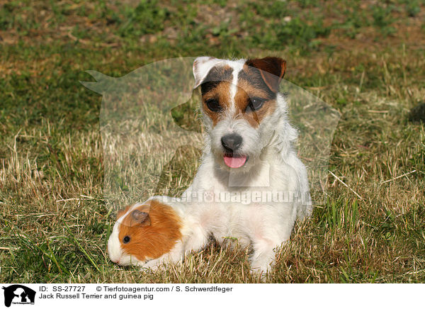 Jack Russell Terrier and guinea pig / SS-27727