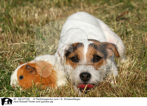Jack Russell Terrier and guinea pig / SS-27729