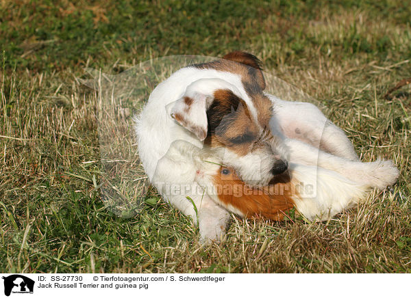 Jack Russell Terrier and guinea pig / SS-27730