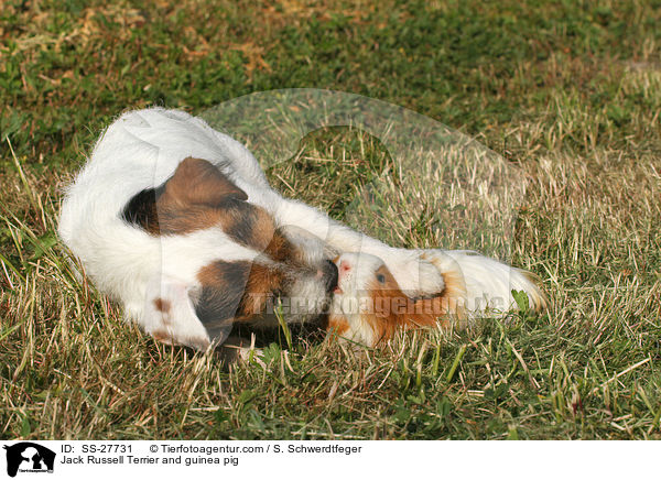 Parson Russell Terrier und Meerschwein / Parson Russell Terrier and guinea pig / SS-27731