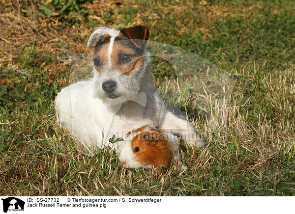 Jack Russell Terrier and guinea pig / SS-27732