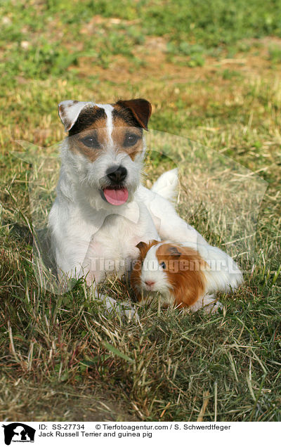 Parson Russell Terrier und Meerschwein / Parson Russell Terrier and guinea pig / SS-27734