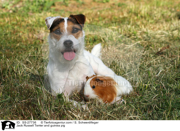 Jack Russell Terrier and guinea pig / SS-27736