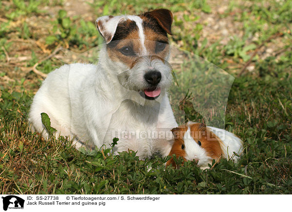 Parson Russell Terrier und Meerschwein / Parson Russell Terrier and guinea pig / SS-27738