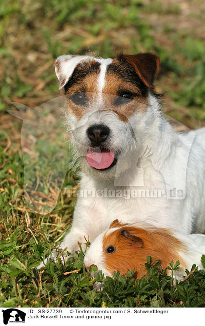 Parson Russell Terrier und Meerschwein / Parson Russell Terrier and guinea pig / SS-27739