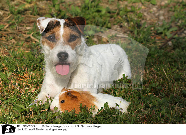 Jack Russell Terrier and guinea pig / SS-27740