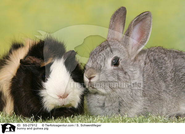bunny and guinea pig / SS-27912