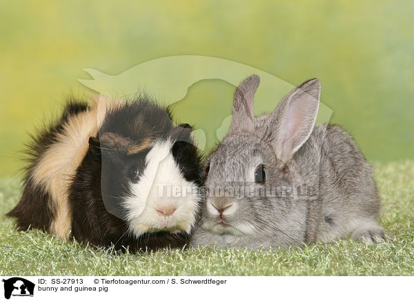 bunny and guinea pig / SS-27913