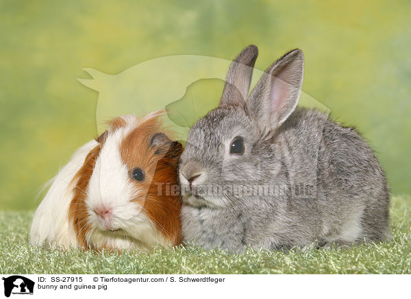 Kaninchen und Meerschwein / bunny and guinea pig / SS-27915