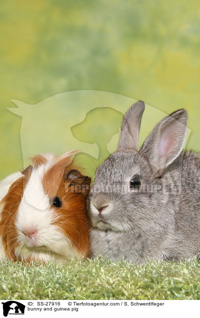 bunny and guinea pig / SS-27916