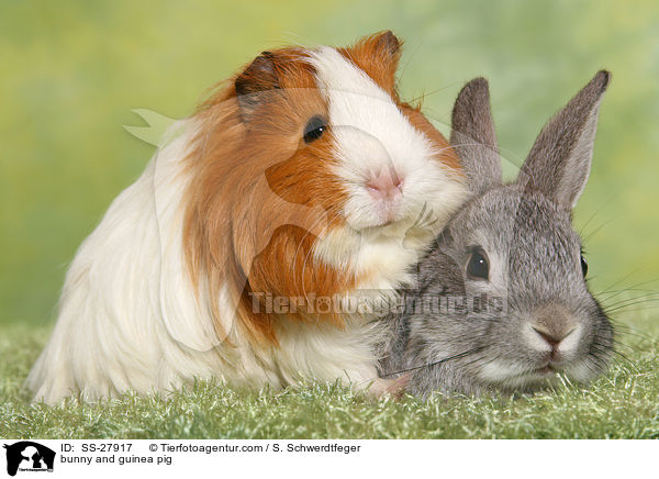Kaninchen und Meerschwein / bunny and guinea pig / SS-27917